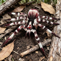 Handmade Giant Spider Halloween Decor & Cosplay Prop